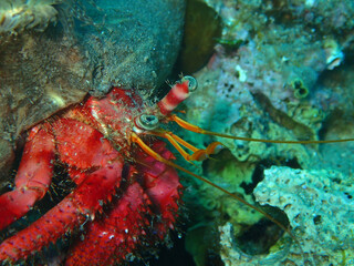 Dardanus calidus - hermit crab with the sea anemone in Adriatic Sea near Hvar island, Croatia
