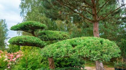 Formation of a pine crown using the niwaki technique. Bonsai shaped conifers in Asian style garden. Landscape design elements with topiary forms of evergreen fir trees.