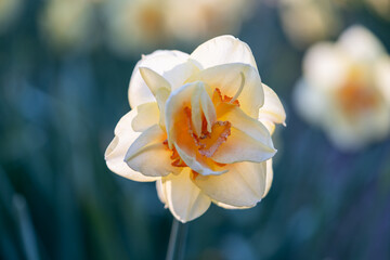 Close-up of a beautiful yellow daffodil flower, macro photography