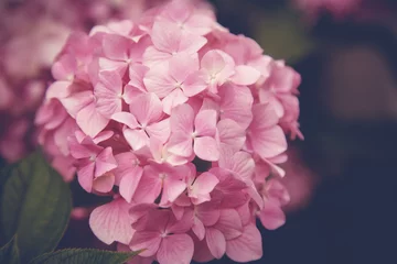 Rolgordijnen Branch of hydrangea pink flowers close up, spring floral background and texture. Retro tone © olezzo