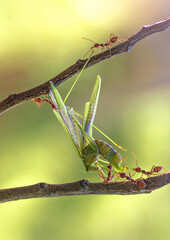 RED ANT