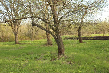 Fototapeta premium russian nature, flowers, cherries, nature, landscape, trees ,green grass, all the most beautiful things in life.