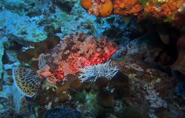 Naklejka na ściany i meble Small scorpionfish in Adriatic sea, Croatia 
