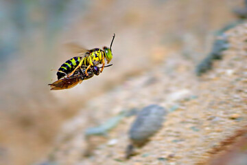 SAND WASP