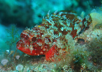 Small scorpionfish in Adriatic sea, Croatia
