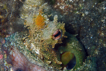 Common octopus during the night hunting in Adriatic sea, Croatia
