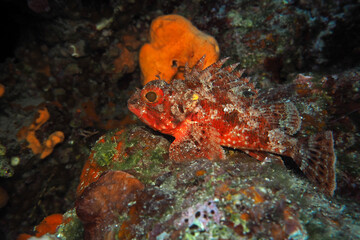 Fototapeta na wymiar Small scorpionfish in Adriatic sea, Croatia 