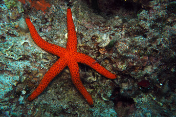 Mediterranean red sea star in Adriatic sea, Croatia
