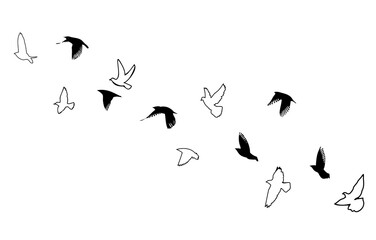 A flock of flying birds. Vector illustration