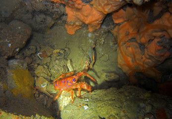 Blue striped squat lobster in Adriatic sea, Croatia