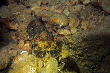 Small European Locust Lobster in Adriatic sea, Croatia 