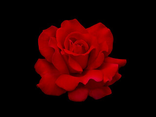 Dark red rose is on black background