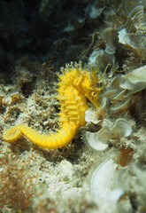 Long-snouted seahorse (Hippocampus guttulatus) in Adriatic sea, Croatia
