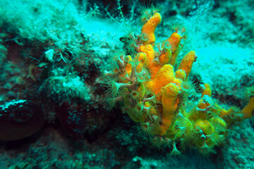 Naklejka na ściany i meble Yellow Cluster Anemone In Adriatic Sea, Croatia