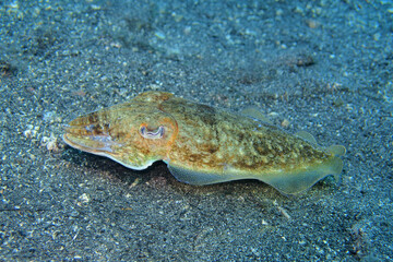 Common cuttlefish in Adriatic Sea near Hvar Island
