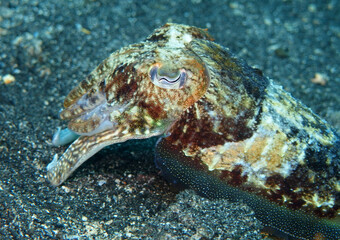 Common cuttlefish in Adriatic Sea near Hvar Island
