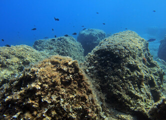 Underwater landscape - rock formations in Adriatic sea near Hvar island, Croatia
 - obrazy, fototapety, plakaty