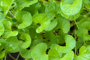 Fototapeta na wymiar close up Gotu kola (Centella asiatica) leaves