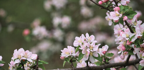 Blooming apple tree close up and delicate creamy blurred background. Long horizontal banner for your text or ad. Japanese cherry blossom. Flowers are blooming on tree branch.