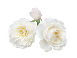 beautiful bouquet of white roses