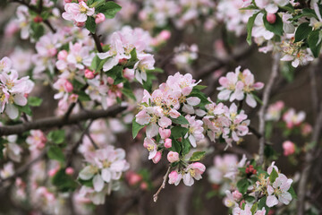 Horizontal spring background. Blooming apple tree close up and delicate creamy blurred background. Japanese cherry blossom. White flowers bloomed on tree branch.