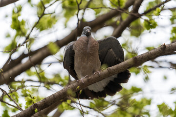 Nahaufnahme einer jungen Ringeltaube