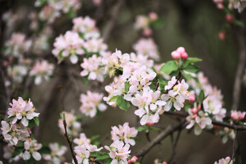 Horizontal spring background. Blooming apple tree close up and delicate creamy blurred background. Japanese cherry blossom. White flowers bloomed on tree branch.