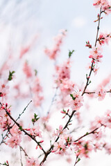 Spring border or background art with pink blossom. Beautiful nature scene with blooming tree and sun flare. Easter Sunny day. Spring flowers. Beautiful Orchard Abstract blurred background. Springtime