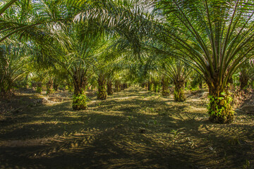 Obraz na płótnie Canvas Palm Trees at Jayapura Papua