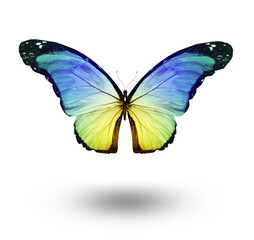 Color butterfly , isolated on white background