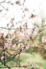 Spring blossom background. Beautiful nature scene with blooming tree and sun flare. Sunny day. Spring flowers. Beautiful Orchard. Abstract blurred background. Springtime