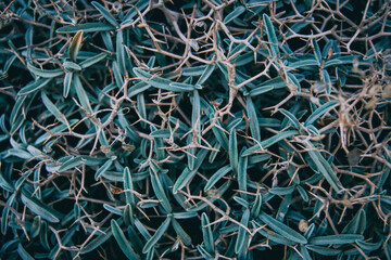 texture of leaves and thorns of a plant