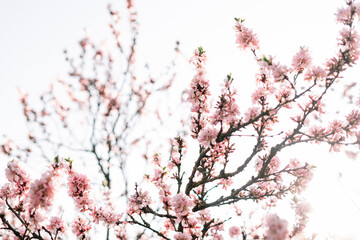Beautiful floral spring abstract background of nature.Branches of blossoming apricot macro with soft focus on gentle light blue sky background. For easter and spring greeting cards with copy space