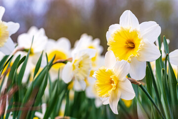Wonderful yellow and white daffodil flower, narcissus, spring perennial flower and plants among the green grass in a field, park or garden, close up