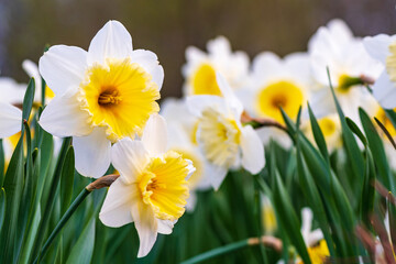 Wonderful yellow and white daffodil flower, narcissus, spring perennial flower and plants among the green grass in a field, park or garden, close up