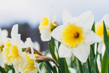Wonderful yellow and white daffodil flower, narcissus, spring perennial flower and plants among the green grass in a field, park or garden, close up with sky on background 