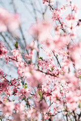Selective focus of beautiful branches of Cherry blossoms on the tree under blue sky, Beautiful Sakura flowers during spring season in the park, Flora pattern texture, Nature floral background.