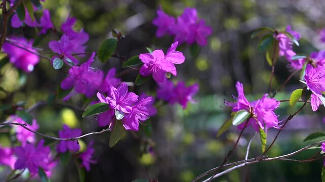 blossom purple pink violet flowers of rhododendron in the wind