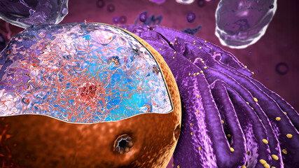 Organelles inside Eukaryote, focus on nucleus - 3d illustration