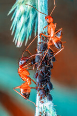 That eats macro aphids of an ants on Silybum marianum (Milk Thistle) , 
Medical plants; pesticide-free biological pest control on natural enemies; organic farming concept
