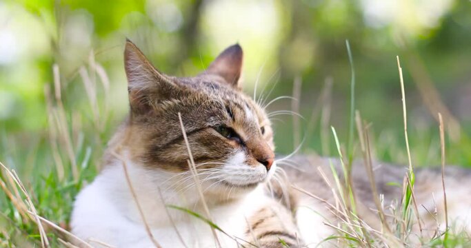 Portrait of tabby cat resting enjoying relaxing on green grass looking right into the camera in the garden