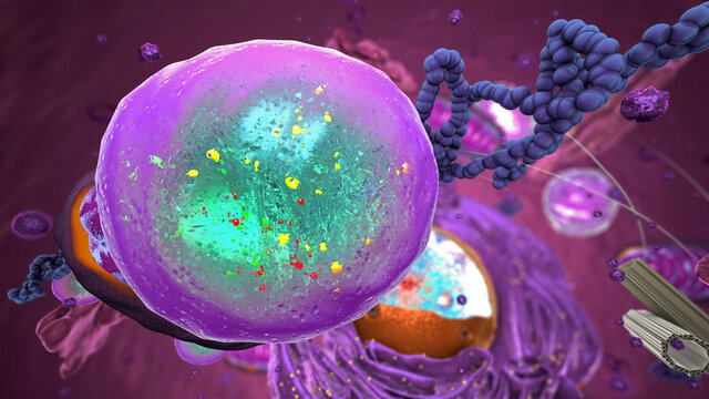 Organelles Inside Eukaryote, Focus On Lysosome - 3d Illustration