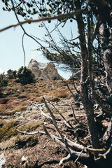 tree in the mountains