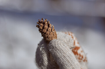 Close up of white gloved hand holding one pine cone in winter. Winter decoration.