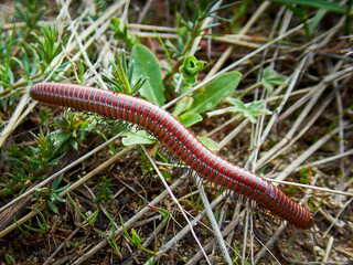 A close-up of a  centipede crawling through the grass