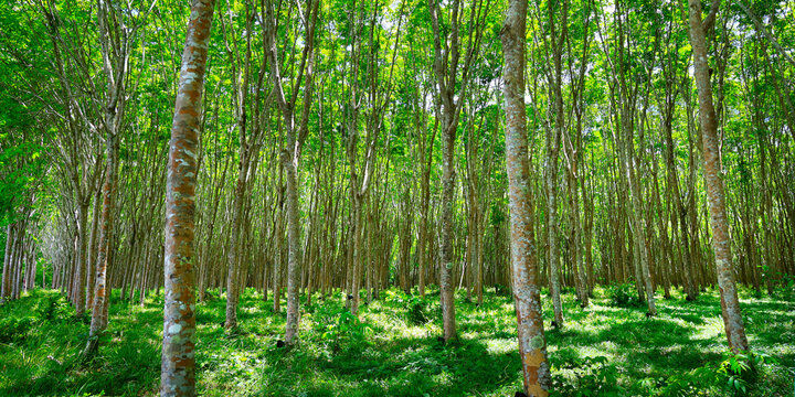 forest of rubber tree in rubber tree plantation, latex is collect in bowl