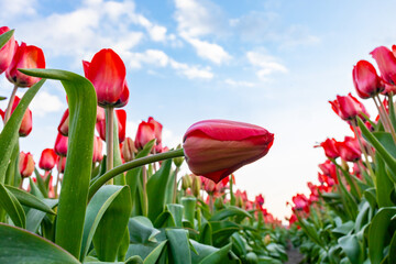 close of tulips in the field in the Netherlands selective focus background blur
