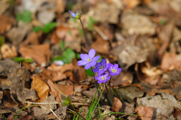 Blühende Leberblümchen (lat.: Hepatica nobilis) im Frühling / Vorfrühling auf dem Waldboden
