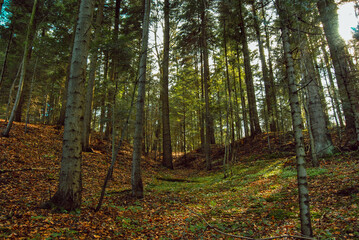 Fototapeta premium Las popołudniem.
