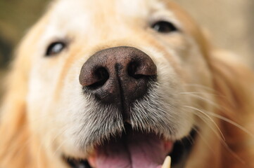 Close-up, cute, golden retriever, retriever,